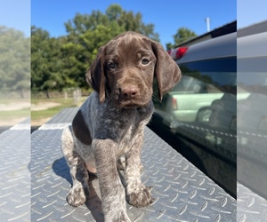 German Shorthaired Pointer Puppy for Sale in WARSAW, North Carolina USA