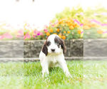 Small Photo #8 Springerdoodle Puppy For Sale in NAPPANEE, IN, USA