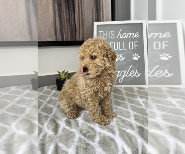 Medium Photo #3 Goldendoodle Puppy For Sale in FRANKLIN, IN, USA