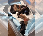 Litter of 10 - Male(s) and Female(s) Cane CorsoLitter of Puppies for Sale - Photo #23