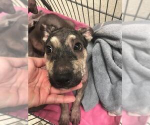Labrador Retriever-Unknown Mix Dogs for adoption in Conroe, TX, USA