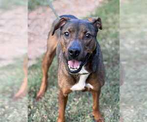 Rufus - Male Mutt Dog for Adoption - Photo #4