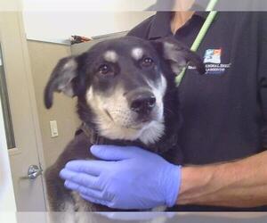 Siberian Husky-Unknown Mix Dogs for adoption in Sacramento, CA, USA