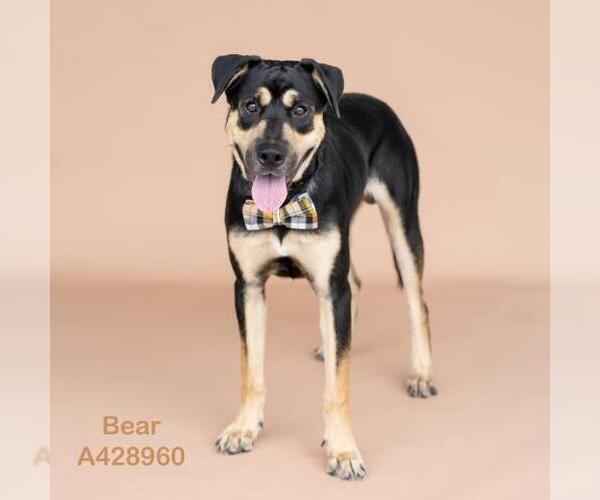 Medium Photo #2 Labrador Retriever-Unknown Mix Puppy For Sale in Conroe, TX, USA
