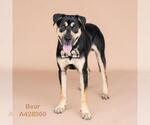 Small #1 Labrador Retriever Mix