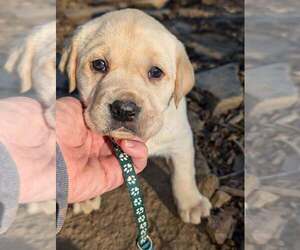 Labrador Retriever Puppy for sale in FLOYD, VA, USA