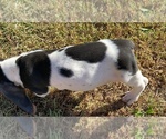 Small Photo #12 Basset Hound Puppy For Sale in LAWRENCEBURG, TN, USA