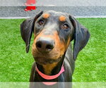 Small Doberman Pinscher Mix