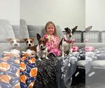 Small #2 Jack Russell Terrier Mix