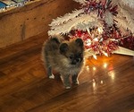 Small #2 Pomeranian