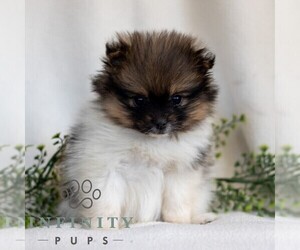 Pomeranian Puppy for sale in MANHEIM, PA, USA