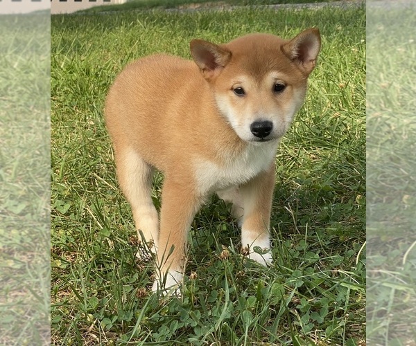 Medium Photo #3 Shiba Inu Puppy For Sale in CANOGA, NY, USA
