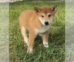 Small #2 Shiba Inu