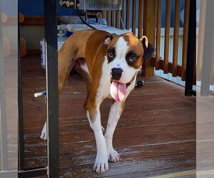 Boxer Dogs for adoption in Dumont, NJ, USA