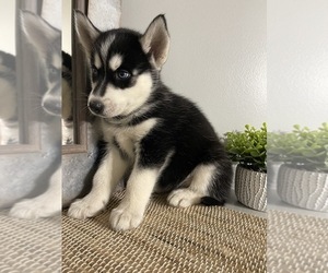 Siberian Husky Puppy for Sale in FALMOUTH, Virginia USA