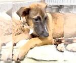 Small #1 German Shepherd Dog Mix