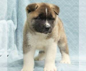 Akita Puppy for sale in LITITZ, PA, USA