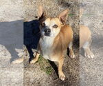 Small #12 Chihuahua