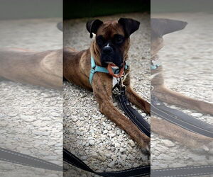 Boxer Dogs for adoption in Woodbury, MN, USA