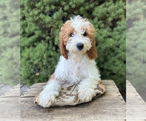 Cavapoo Dog for Adoption in MIDDLEBURY, Indiana USA