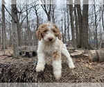 Small Photo #43 Aussie-Poo-Goldendoodle Mix Puppy For Sale in COMMERCE, MI, USA