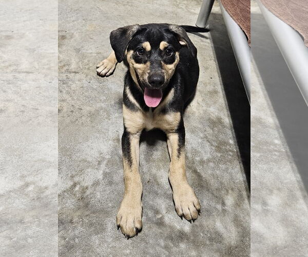 Medium Photo #1 Labrador Retriever-Unknown Mix Puppy For Sale in Thomasville, NC, USA