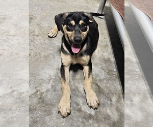 Labrador Retriever-Unknown Mix Dogs for adoption in Thomasville, NC, USA