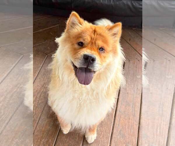 Medium Photo #1 Chow Chow Puppy For Sale in Martinsburg, WV, USA