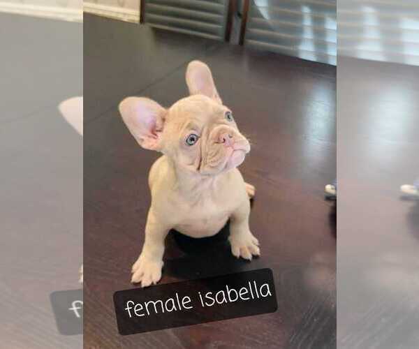 Medium Photo #40 French Bulldog Puppy For Sale in POINT REYES STATION, CA, USA
