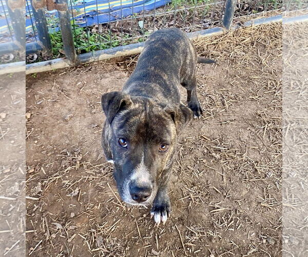 Medium Photo #3 Mutt Puppy For Sale in McCormick, SC, USA