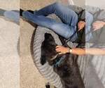 Small #7 Dutch Shepherd  Mix
