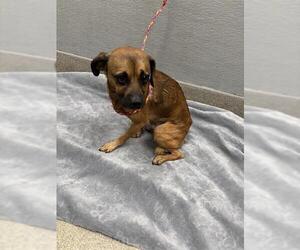 Chihuahua-Unknown Mix Dogs for adoption in Las Vegas, NV, USA