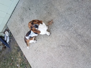 Basset Hound Puppy for sale in SHAWNEE, KS, USA