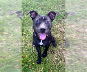 Graceland - Female American Pit Bull Terrier-Unknown Mix Dog for Adoption - Photo #6