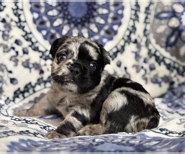 Medium Photo #2 French Bulldog Puppy For Sale in NEWTON, NJ, USA