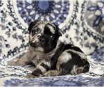 Small #1 French Bulldog