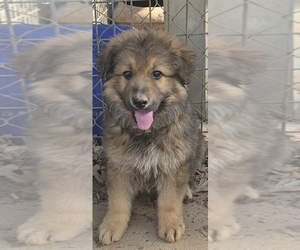 German Shepherd Dog Puppy for sale in COLLEGE PARK, GA, USA