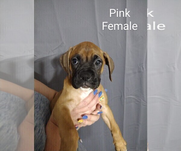 Medium Photo #1 Boxer Puppy For Sale in AUBURNDALE, FL, USA