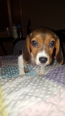 Beagle Puppy for sale in COLORADO SPRINGS, CO, USA