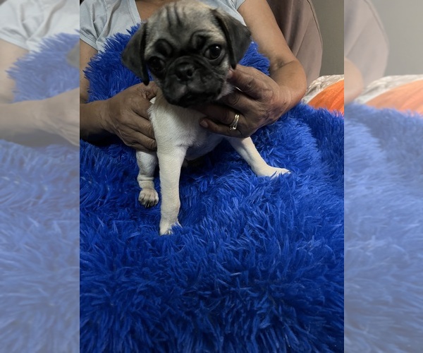Medium Photo #1 Pug Puppy For Sale in RIDGEWAY, SC, USA