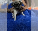 Small Pug
