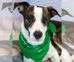 Small Boxer Mix