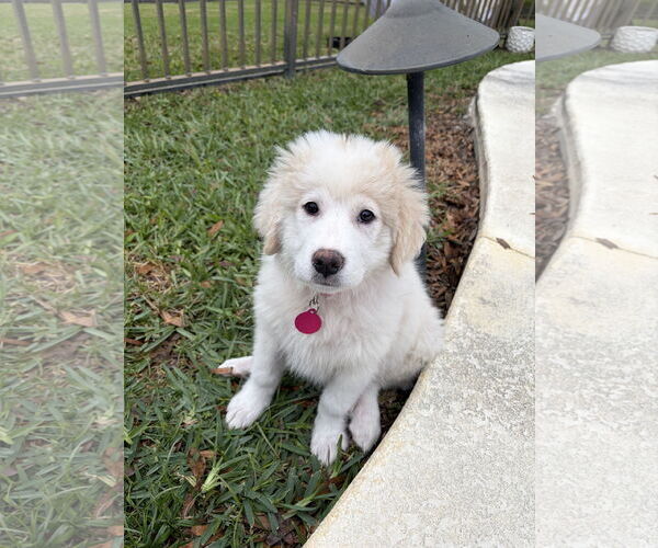 Medium Photo #4 Great Pyrenees-Unknown Mix Puppy For Sale in Royal Palm Beach, FL, USA