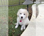 Small #3 Great Pyrenees Mix
