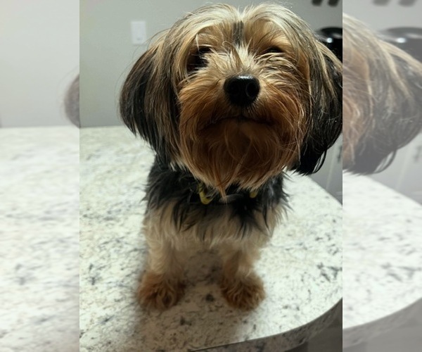 Medium Photo #3 Yorkshire Terrier Puppy For Sale in EAST BRIDGEWATER, MA, USA