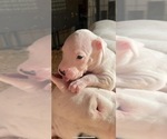 Small Photo #11 Dogo Argentino Puppy For Sale in ARLINGTON, TX, USA