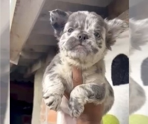Medium French Bulldog