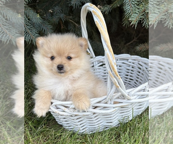 Medium Photo #5 Pomeranian Puppy For Sale in MIDDLEBURY, IN, USA