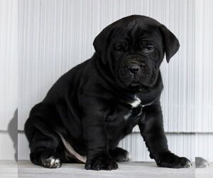 Cane Corso Puppy for sale in LANCASTER, PA, USA