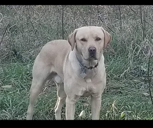 Medium Photo #1 Labrador Retriever Puppy For Sale in KIMBALL, MN, USA
